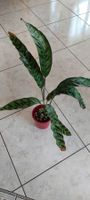 Calathea Iancifolia, 30cm, in hochwertigem Substrat