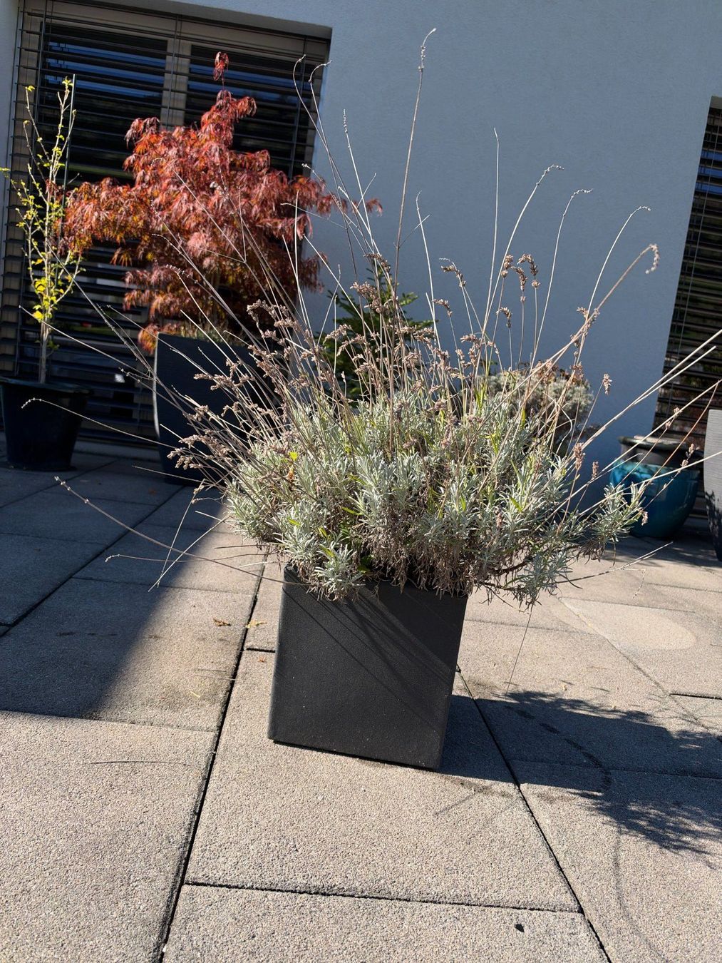Piante & sementi: Lavendel – Usato da Root venduto da calmchris 3