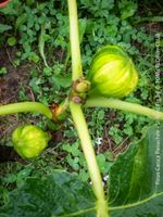 FICUS CARICA PANACHÉE - einzigartig gestreifte Feige