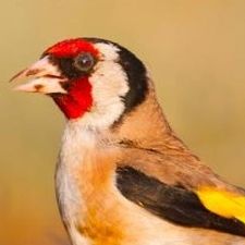 Profile image of martin_gartenzwerg