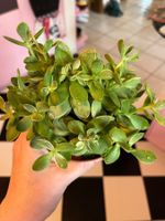 Plante succulente dont je ne me rappelle plus le nom