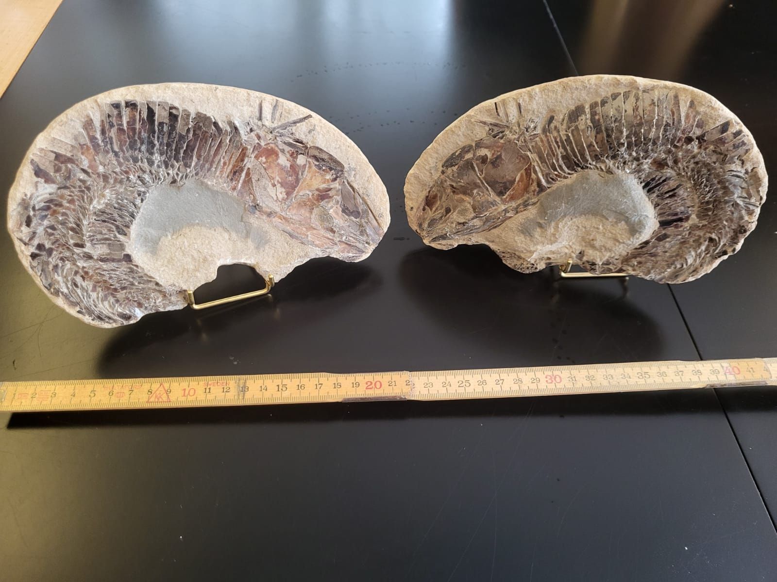 Fossilien: Fossil Vinctifer – Gebraucht aus Ins von Iren92 1