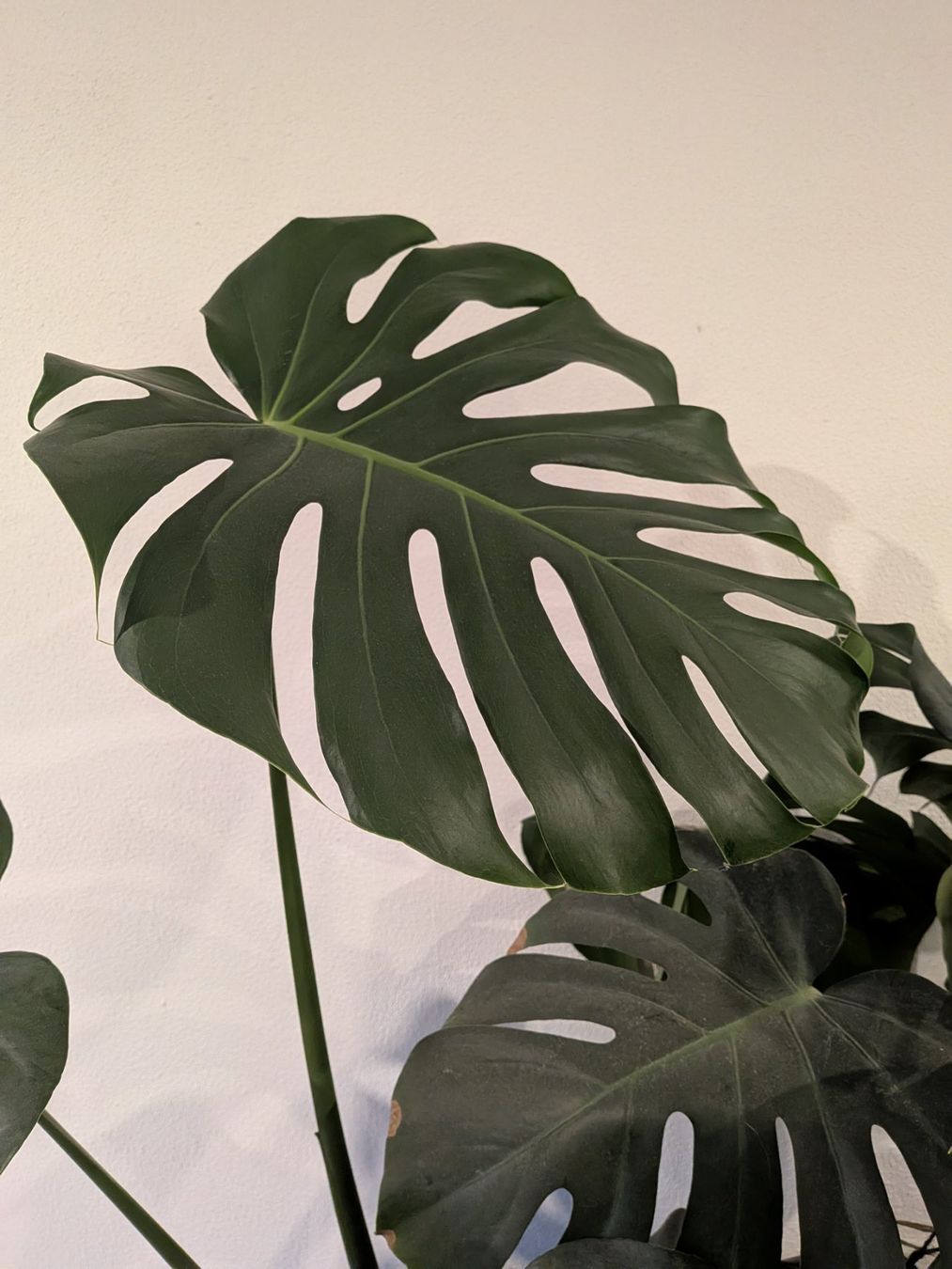 Piante & sementi: Monstera deliciosa – Usato da Maladers venduto da giu_5xvm 2