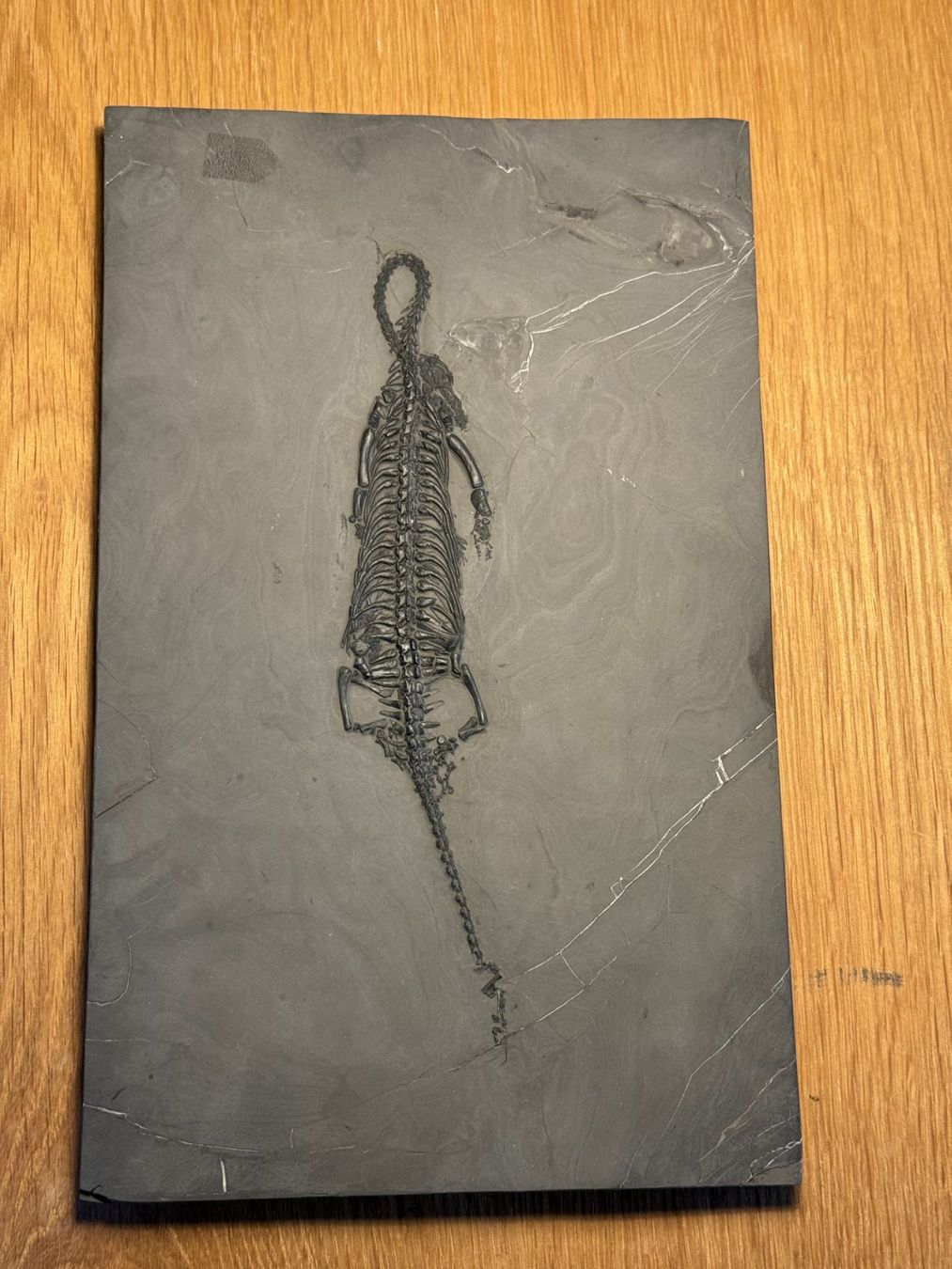 Fossili: Top Keichousaurus Hui – Usato da schüpfen venduto da rica122