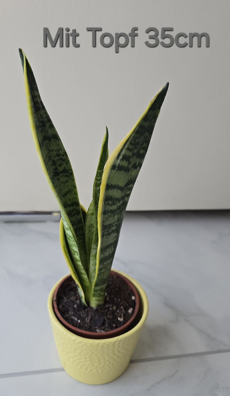 Piante & sementi: 🌿 Sansevieria – Nuovo (secondo la descrizione) da Aarburg venduto da Glitzerschein