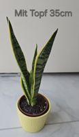 🌿 Sansevieria
