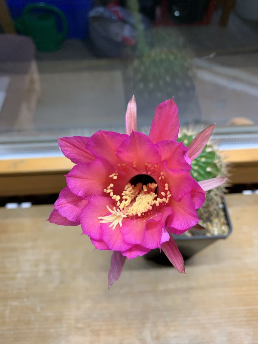 Piante & sementi: Echinopsis kermesina – Usato da Rorbas venduto da SimS0n