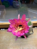 Echinopsis kermesina