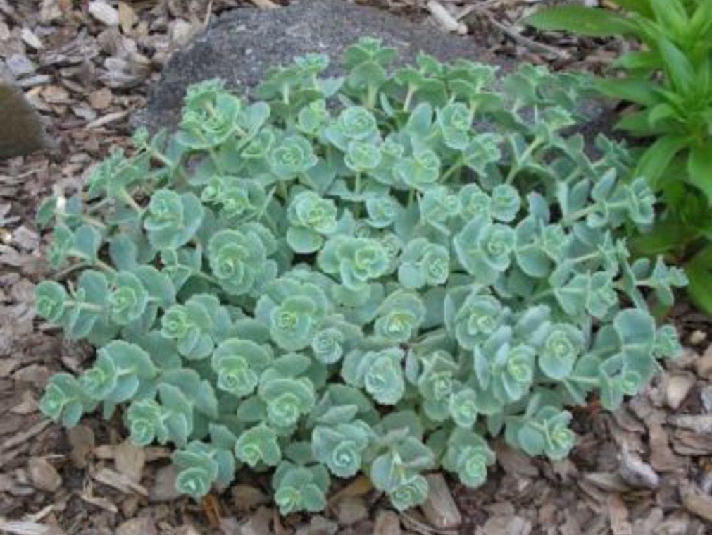 Piante & sementi: HYLOTELEPHIUM CAUTICOLA - KLIPPENSTEINPFEFFER – Nuovo (secondo la descrizione) da Buchs AG venduto da fischli610 4