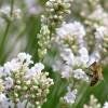 Piante & sementi: Lavande Blanche Edelweiss  2x – Nuovo (secondo la descrizione) da Bremblens venduto da FIBONACCI369 2
