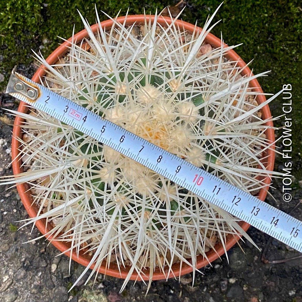 Piante & sementi: Echinocactus Grusonii Albispinus Ø15cm – Nuovo e nell'imballaggio originale da Adliswil venduto da asTOMas963 4