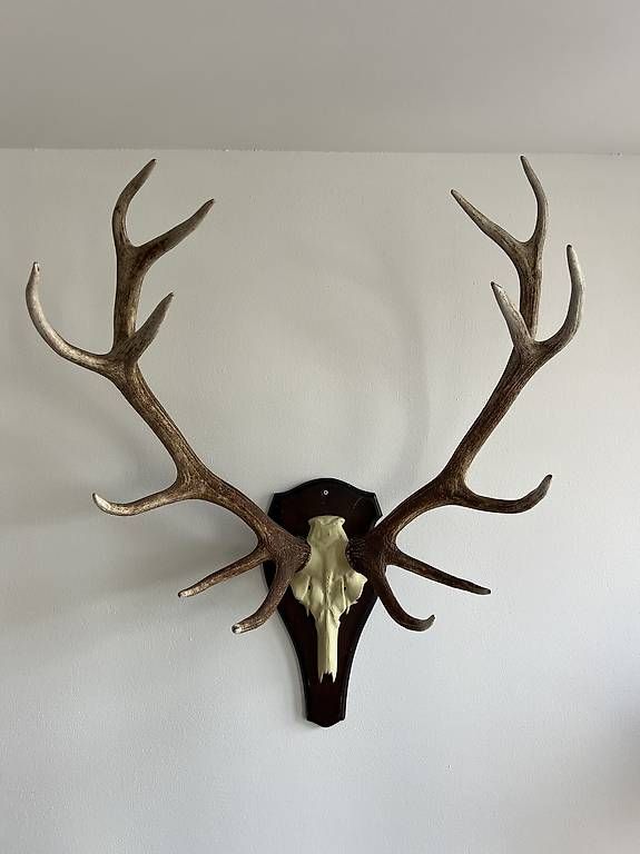 Sonstiges zum Sammeln & Seltenes: Hirsch Geweih 14er Ender, gross ca. 80x80, Deko, Trophäe – Gebraucht aus Zürich von goroko