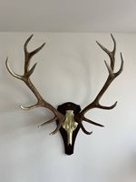 Hirsch Geweih 14er Ender, gross ca. 80x80, Deko, Trophäe
