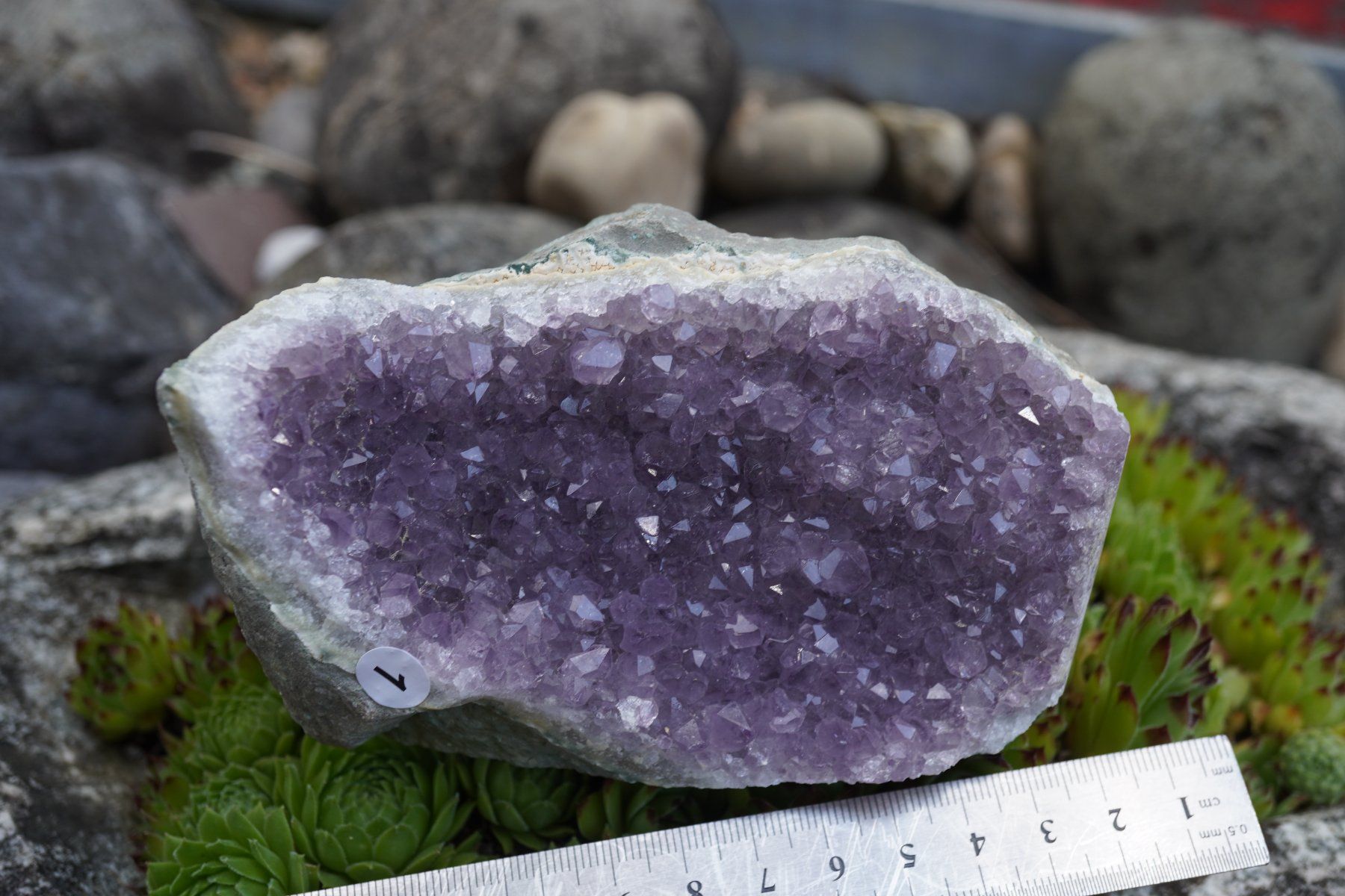 Minerali & Pietre curative: Amethyst Drusen Stück  ca 13cmx 8cm    no1 – Nuovo e nell'imballaggio originale da Eschenbach SG venduto da topstone 5