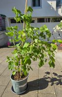 TRAUBEN VITIS - vinivera "Marechal Foch"