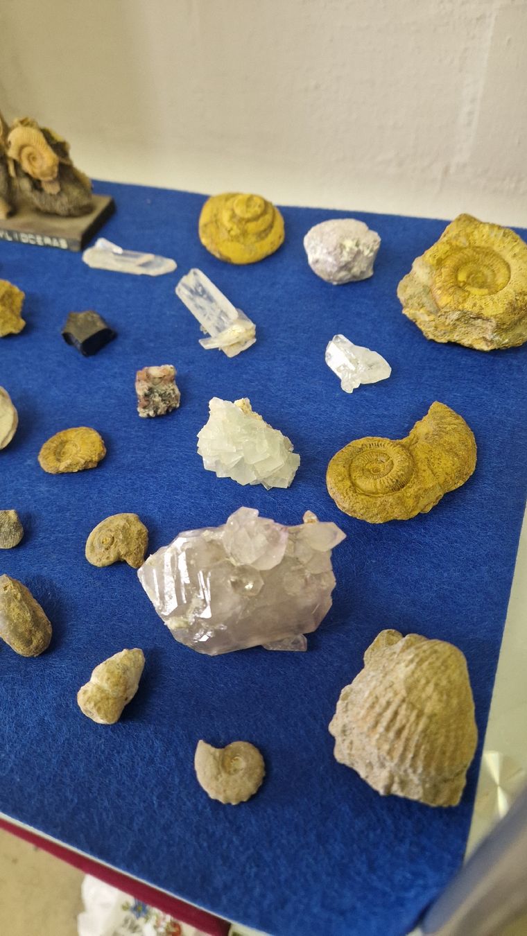 Fossili: Fossiliensammlung – Usato da Niederhasli venduto da rehauge01 6