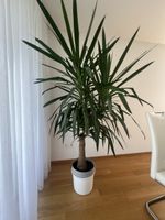 Yucca Palme im Topf gross, sehr guter Zustand
