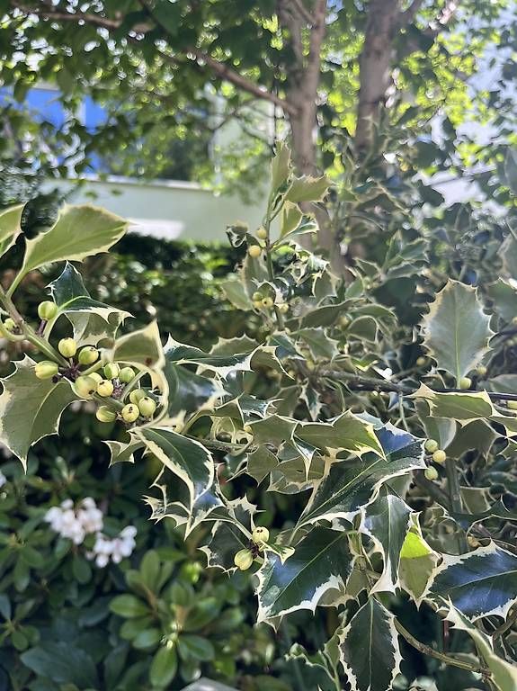 Piante & sementi: Ilex Stechpalme – Usato da Zürich venduto da chiffchaff