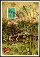 Maximumkarte MK Insektenbilder Wasserjungfer J139 PJ 1951