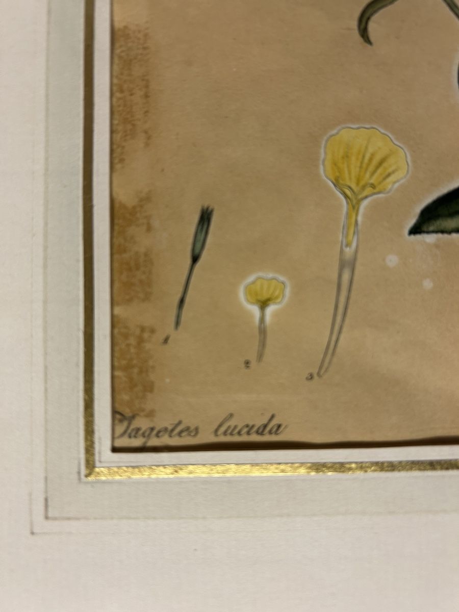 Incisioni: Antike Stich Botanisch Lucida gerahmt. – Usato da Lanzenhäusern venduto da vic63 3