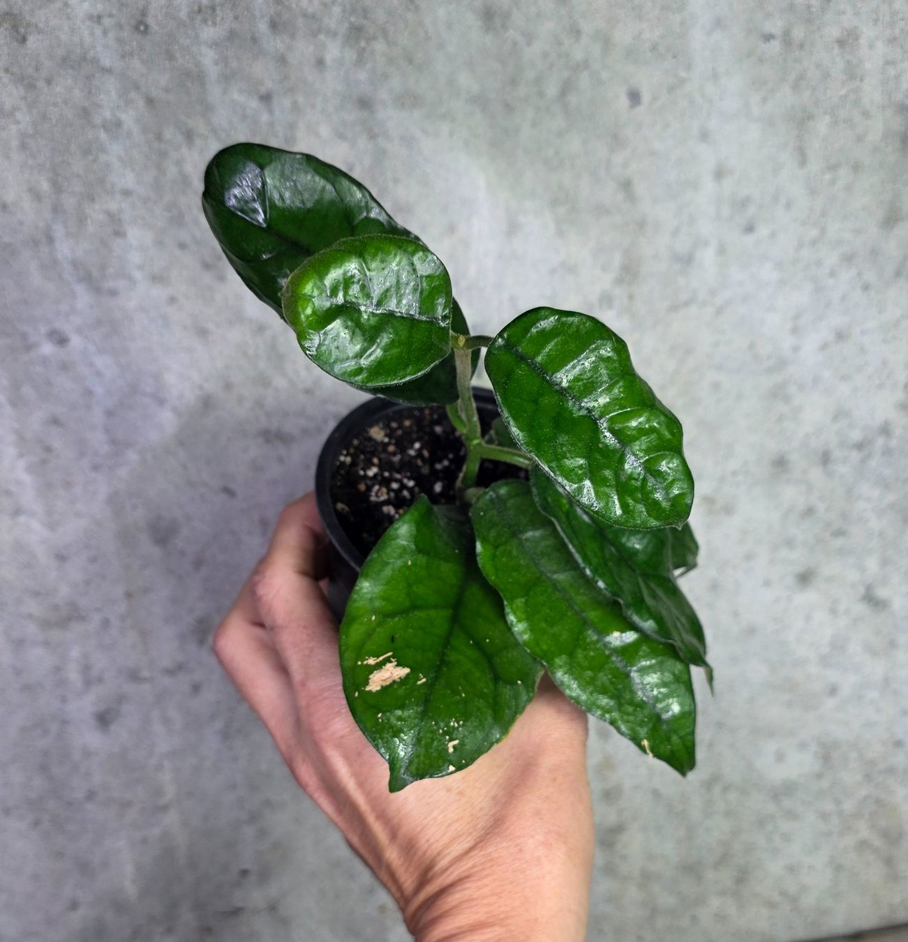 Piante & sementi: Hoya globulosa – Nuovo (secondo la descrizione) da St.Erhard venduto da Plumilandschweiz 3