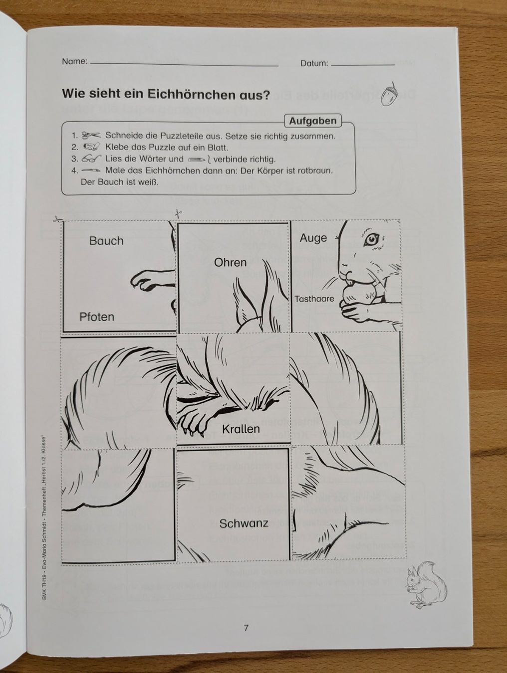 Riviste & Magazine: Themenheft Eichhörnchen 1./2. Klasse BVK – Usato da Weite venduto da Nur63 5