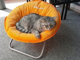 Hunde Katzen Liegestuhl bis 15 kg Belastbarkeit Fabrikneu