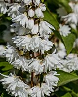 DEUTZIA SCABRA Steckling mit Wurzeln 50cm blühender Strauch