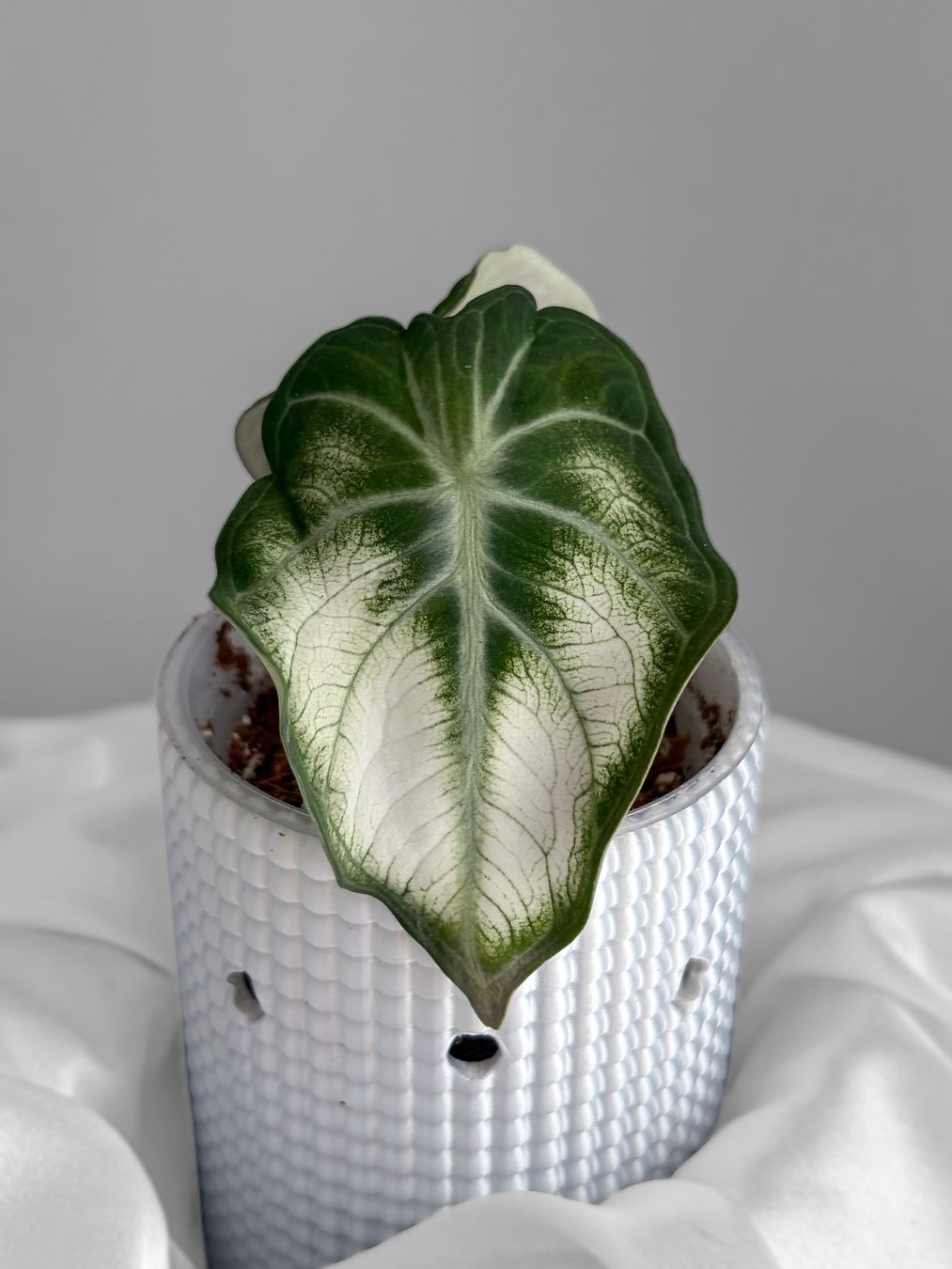 Piante & sementi: Alocasia Ninja White Mutation Variegata – Nuovo (secondo la descrizione) da Seuzach venduto da animaplants