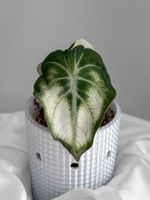 Alocasia Ninja White Mutation Variegata