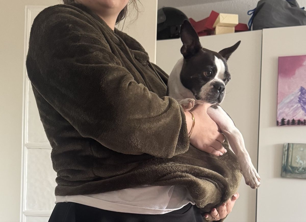 Pulls & Sweat-shirts: Kangaroo Pet Carrier Sweater – Neuf (Voir description) à Otelfingen par mar_sy7r 2