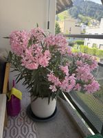 Merium Oleander Pflanze