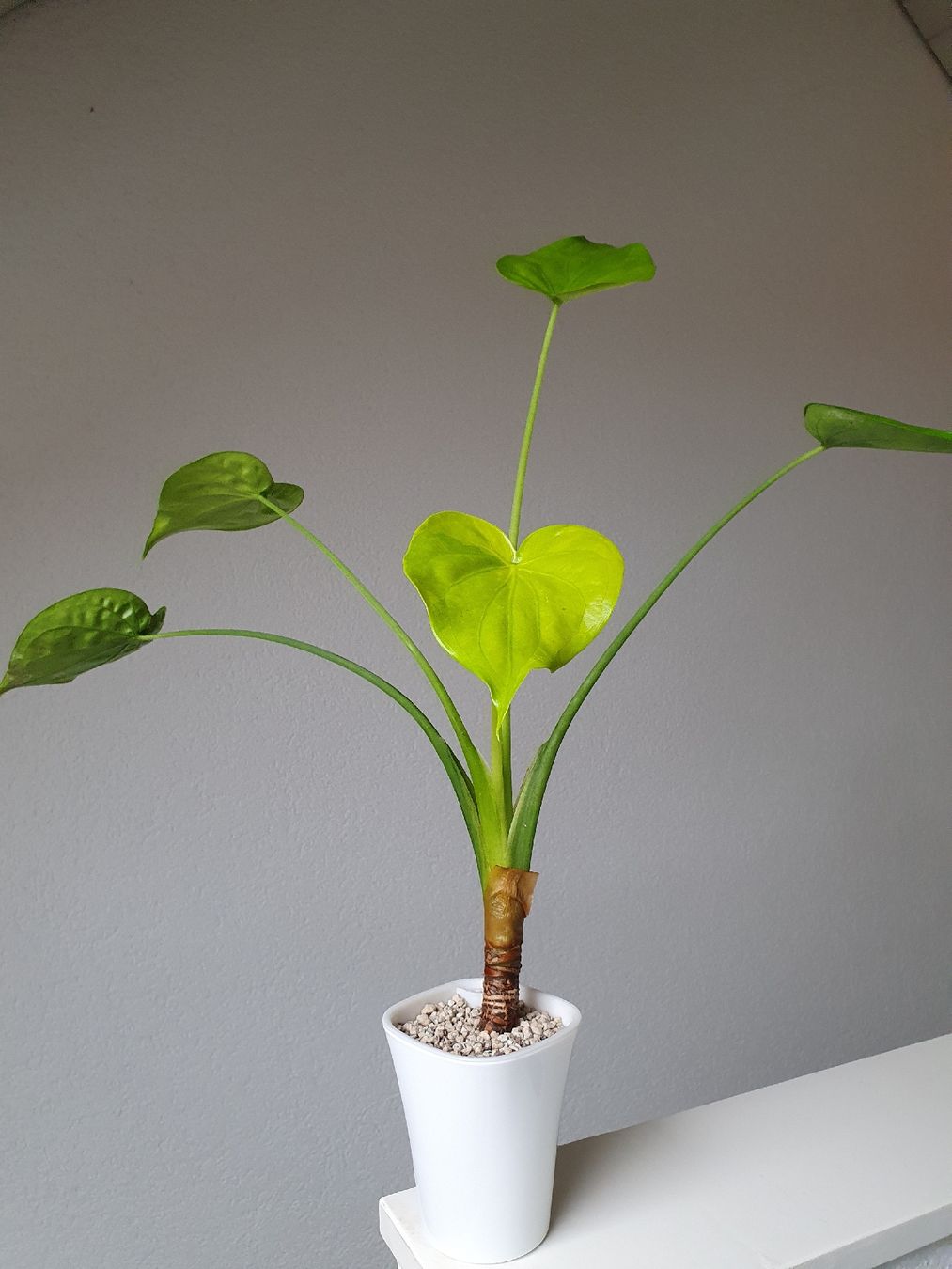 Plantes & graines: Alocasia Cucullata Aurea – D'occasion à Erlinsbach SO par Lea030 1