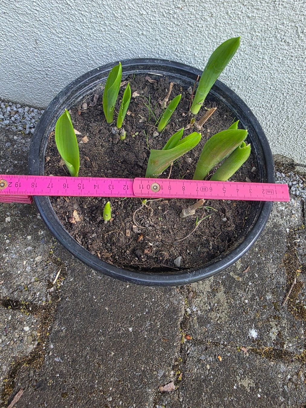 Piante & sementi: Ornithogalum arabicum / Milchstern – Nuovo (secondo la descrizione) da Thalheim venduto da silvara01 3