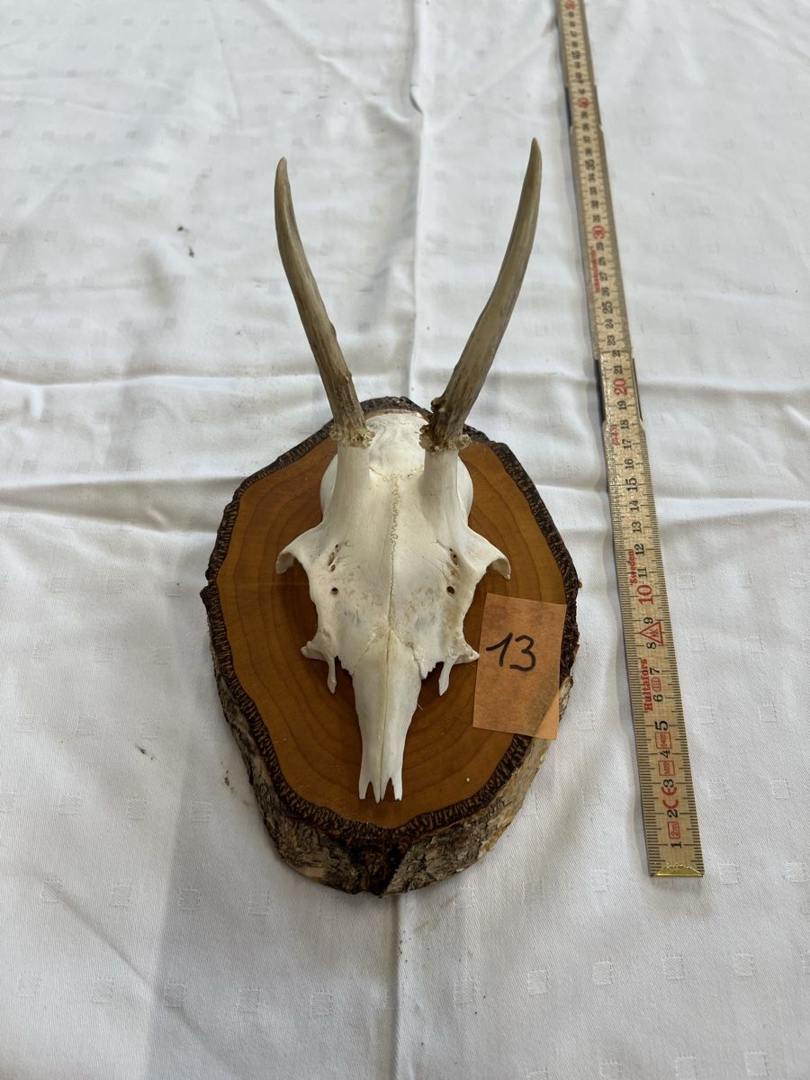 Il mondo degli animali: Gehörn eines Rehbocks – Usato da Euthal venduto da ruckzuckrohrfrei