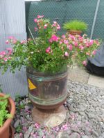Auktion🤩1xKessel für Pflanze Baum Strauch