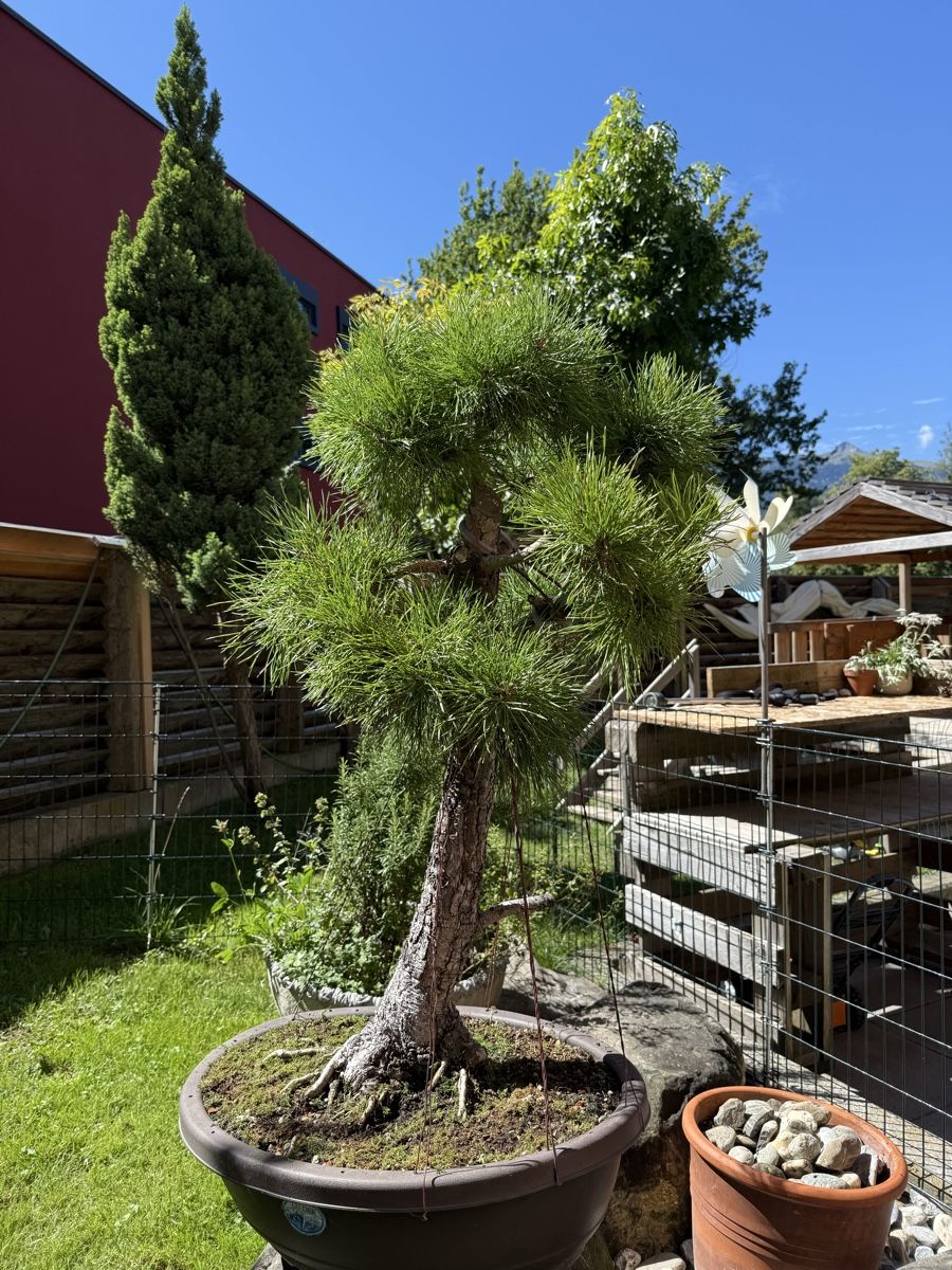 Waldkiefer - Pinus Silvestris Bonsai (Gebraucht) in Vaduz fr CHF 290  mit  Lieferung auf Ricardo kaufen