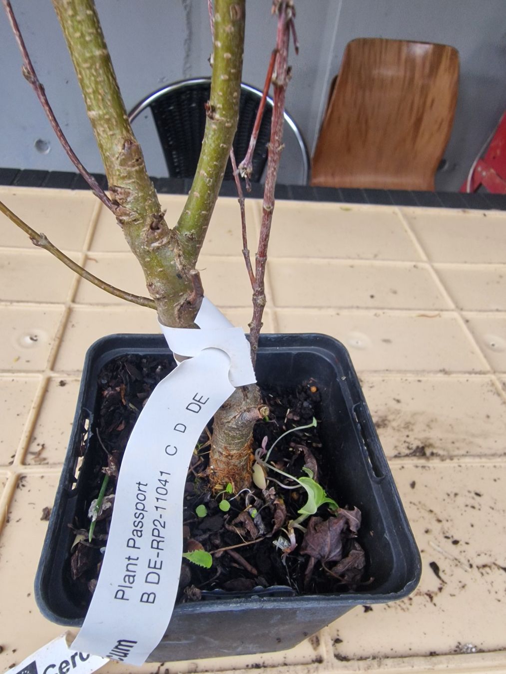 Piante & sementi: Cercidiphyllum japonicum - Lebkuchenbaum – Usato da Uerkheim venduto da Justi.y 3