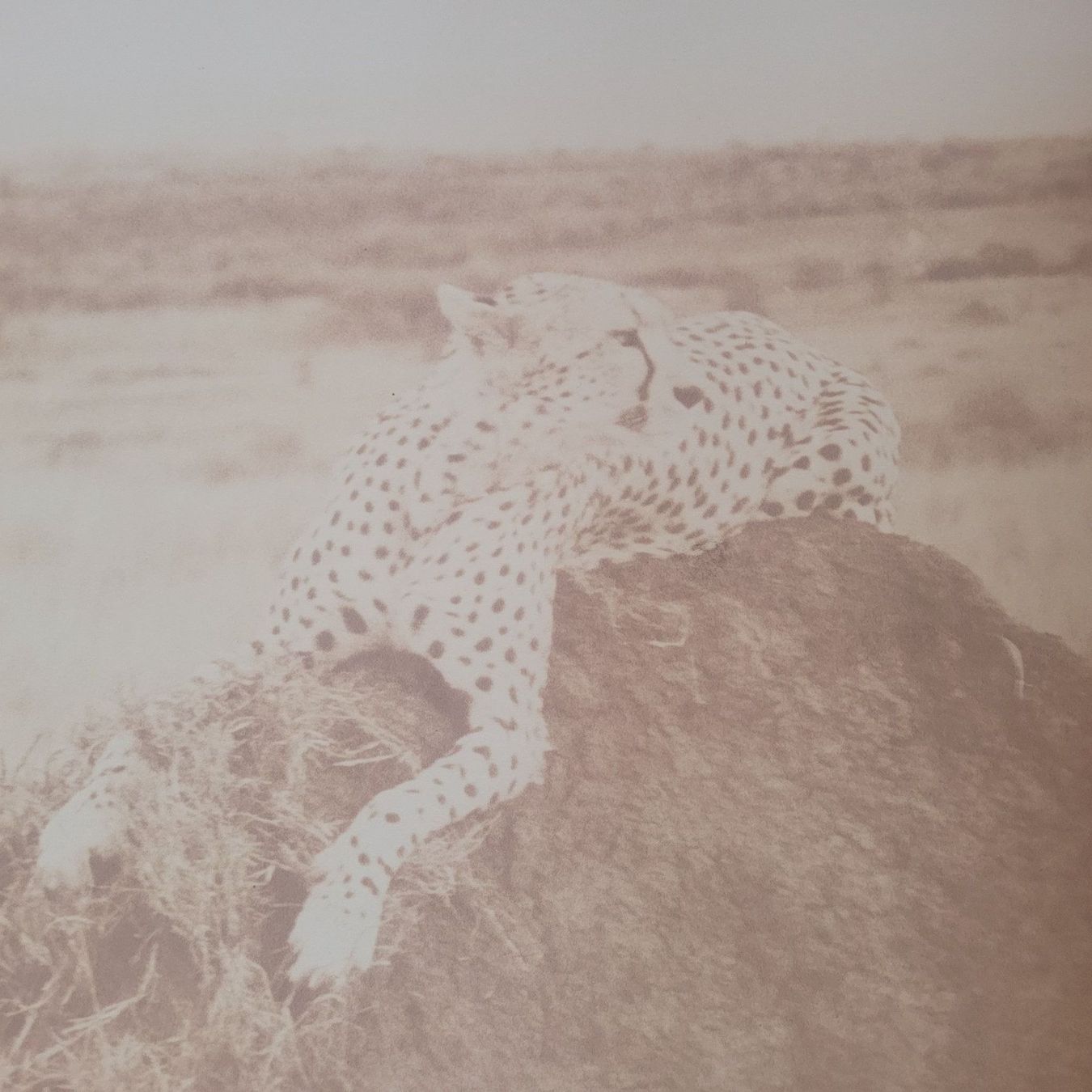 Posters & Illustrations: Antikes Bild mit kenianischem Gepard – D'occasion à Hondrich par Ebro01 1