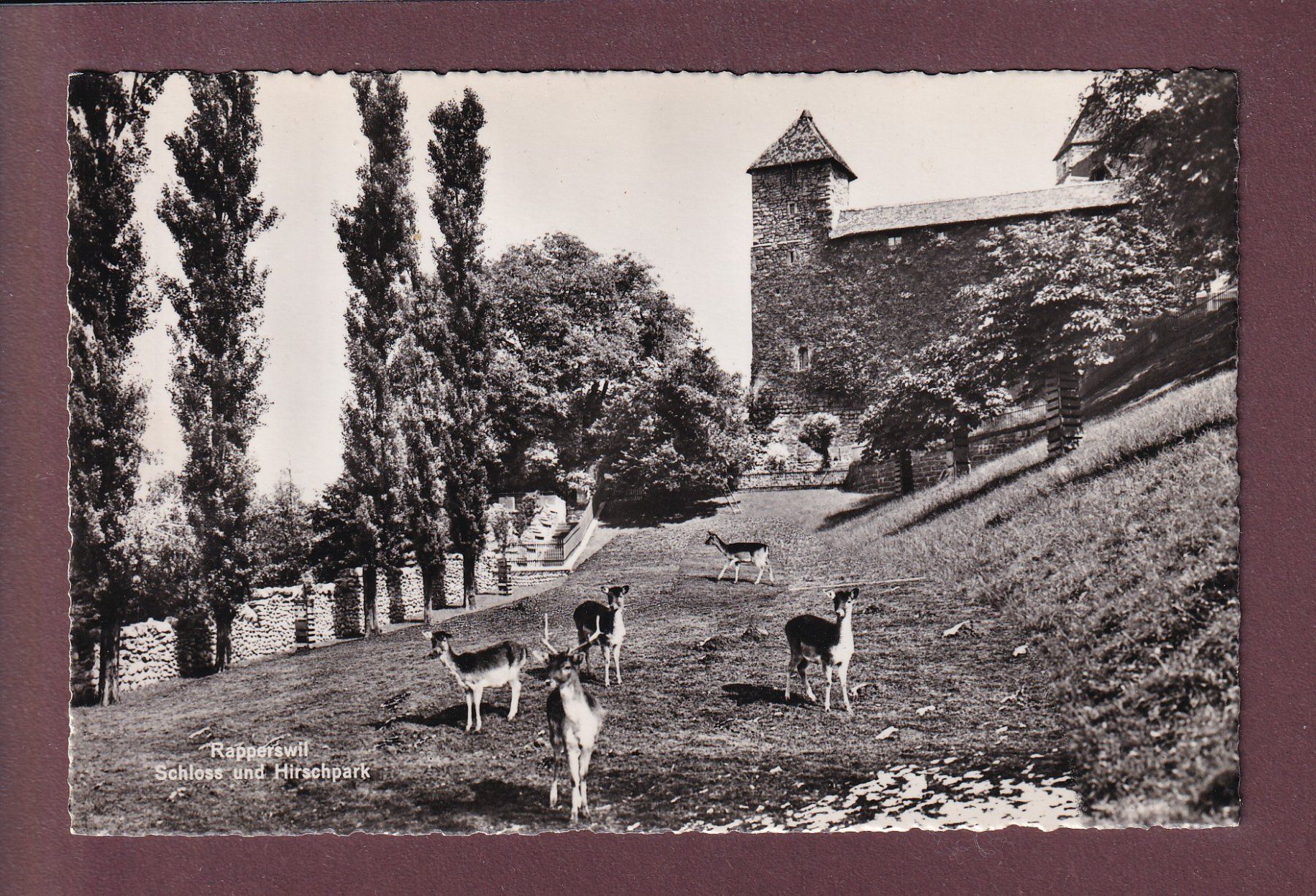 Ansichtskarten: RAPPERSWIL - Schloss - Hirschpark – Gebraucht aus Pully von nicecards