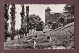 RAPPERSWIL - Schloss - Hirschpark
