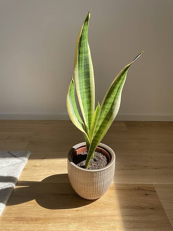 Plantes & graines: Plante Sansevieria avec cache pot – D'occasion à Colombier NE par san_wkw2