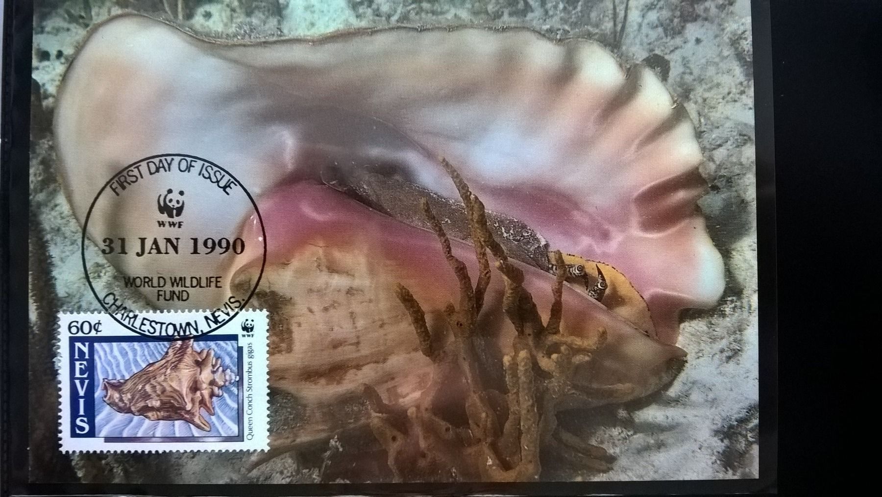 Tutti i francobolli: Nevis 1990 Satz Maximumkarten WWF Fechterschnecke – Nuovo (secondo la descrizione) da Liestal venduto da schnueps 2