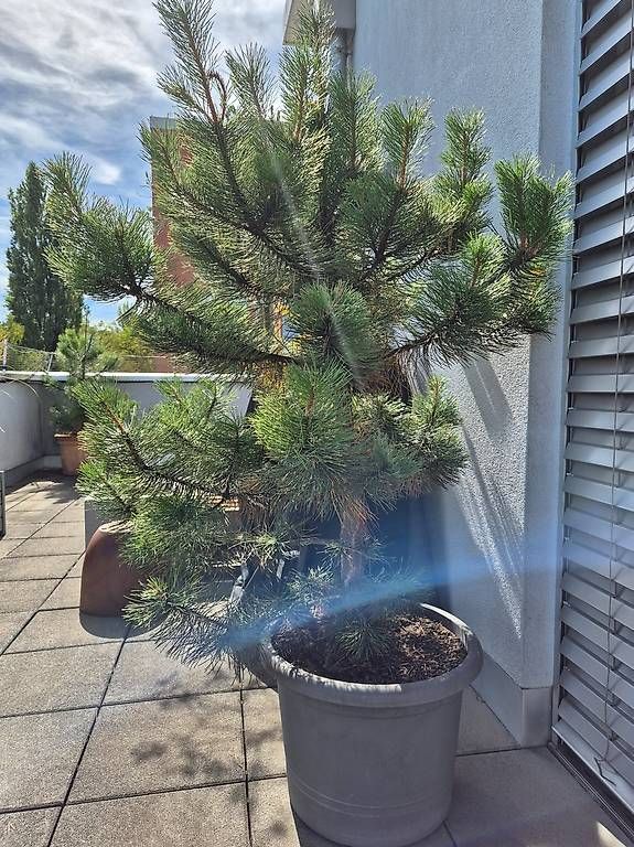 Piante & sementi: Pflanze - Wunderschöne Tanne – Usato da Allschwil venduto da mat_c7wn 1