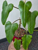 Philodendron domesticum, ca. 40 cm, in LECA
