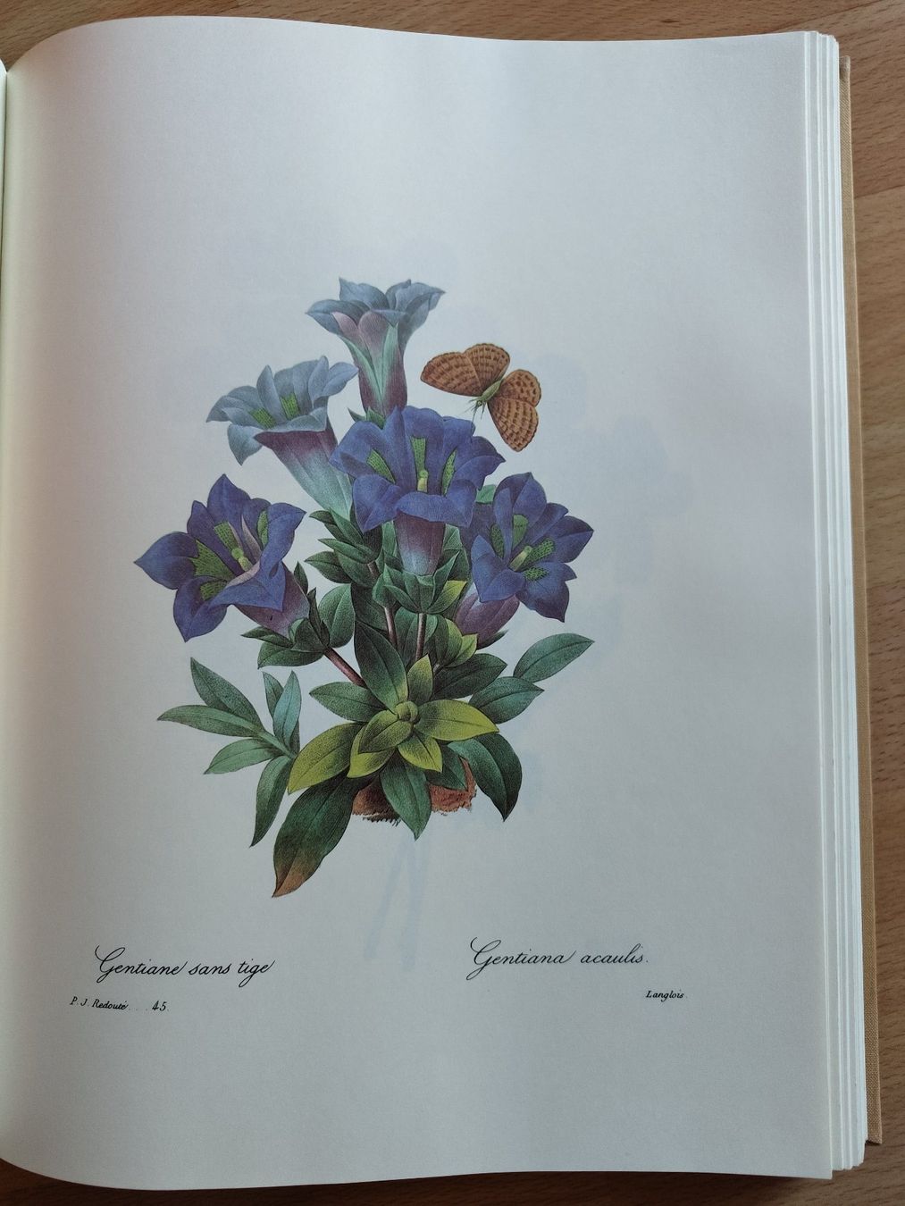 Libri: P-J Redouté Les plus belles fleurs – Usato da Crans VS venduto da cat_5yb8 3