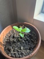 petite pousse de citronnier 