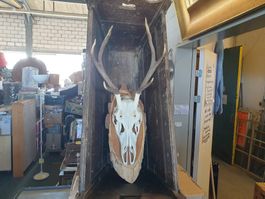 Hirschgeweih mit Schädel 6 Ender 35 X 80cm echte Jagttrophäe
