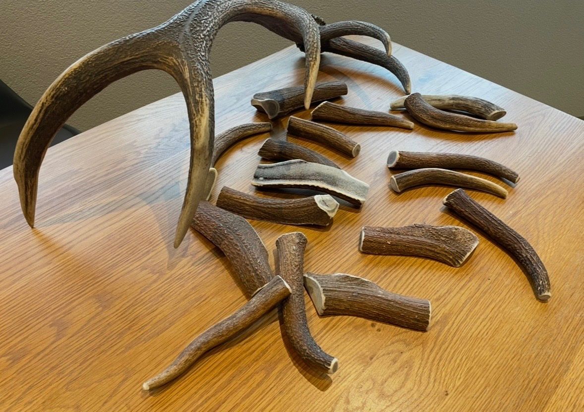 Mangimi: Hirsch Geweih bois cerf xs – Nuovo (secondo la descrizione) da Vuadens venduto da hoc_fd5p 1