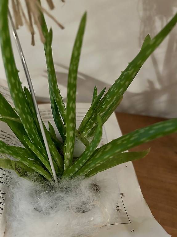 Libri: Aloe Vera im Buch – Usato da Frauenfeld venduto da Irene.Schuppli 1